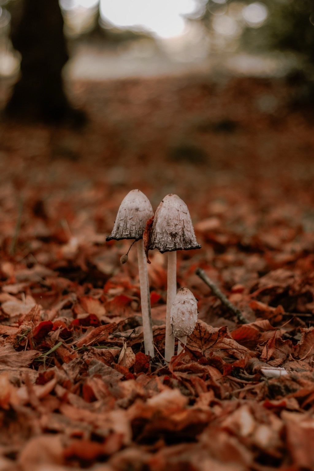 Noch fünf Wochen Herbst – deine Anleitung für die letzten&nbsp;Herbstwochen